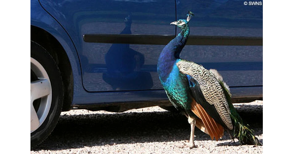Peacock attacks blue cars