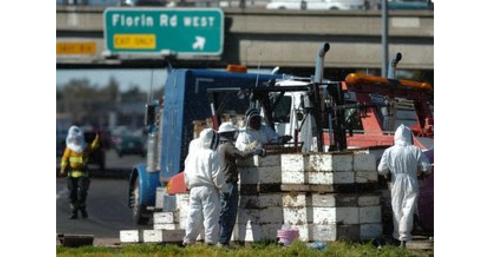 The ultimate bee road